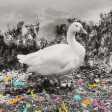 Bild Regina Anzenberger »Goosewalk«