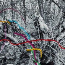 image Shifting Roots