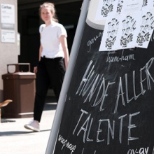 Bild Hunde aller Talente