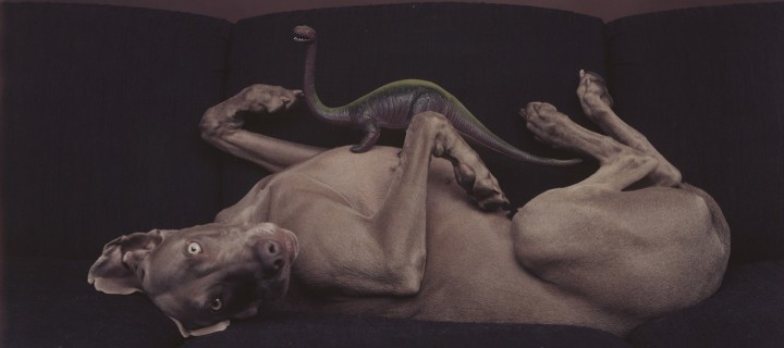 image William Wegman, Ernst Haas 